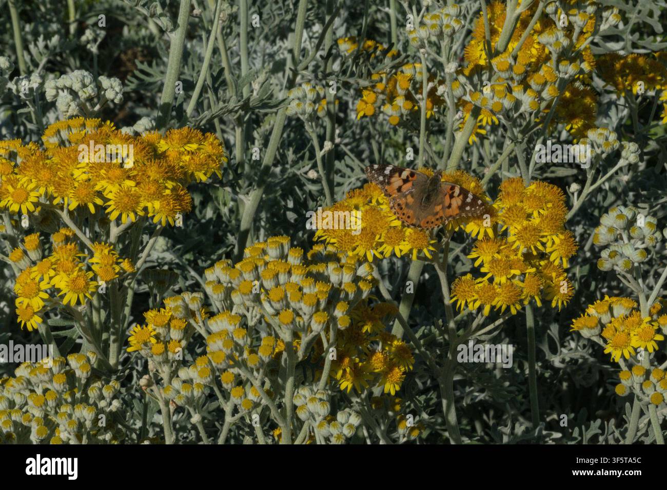 Fiori gialli con farfalla in un aiuola Foto Stock