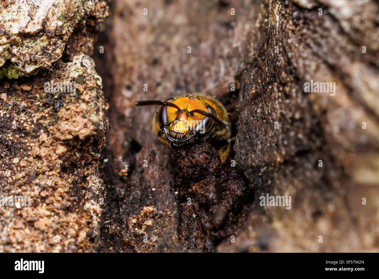 Un'ape sudore verde pura (Augochlora pura) emerge da una cavità in un albero. Foto Stock