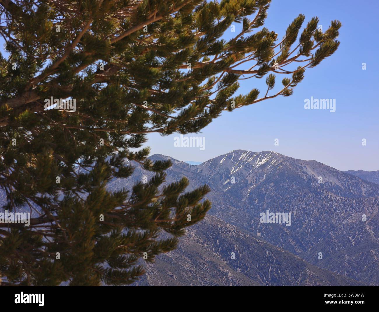 Rami di pino che incorniciano le cime innevate di San Gabriel sotto un cielo blu Foto Stock