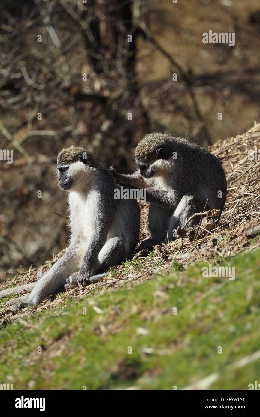 Scimmie che si puliscono a vicenda in un ambiente naturale Foto Stock