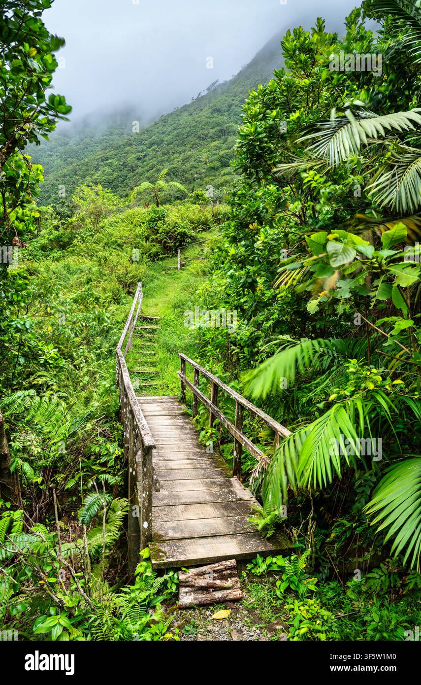 Un ponticello di legno e un sentiero escursionistico si snodano attraverso la lussureggiante foresta pluviale tropicale di Dominica, Caraibi. Foto Stock