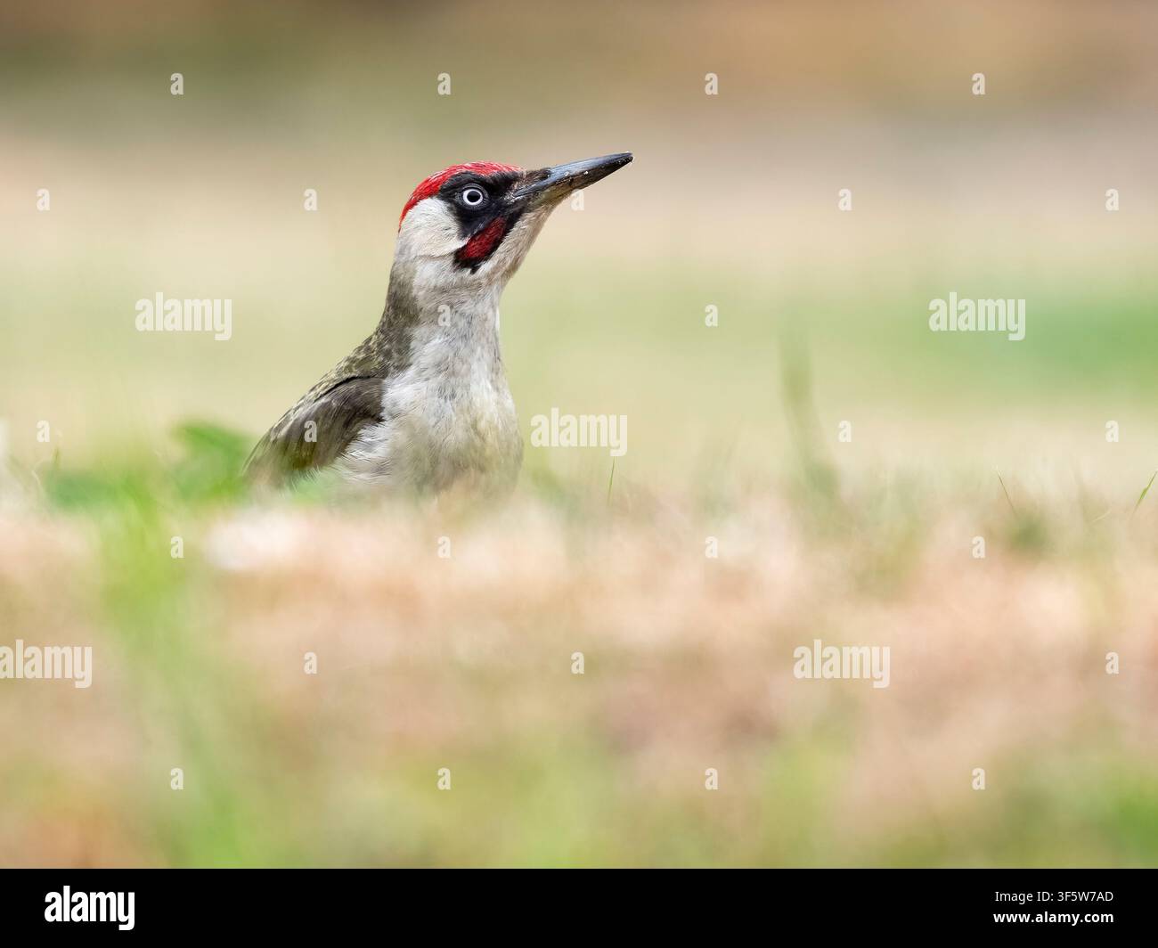 Maschio adulto di Picchio verde (Picus viridis) su un'area erbosa colpita dalla siccità, Rutland, Inghilterra, Regno Unito Foto Stock