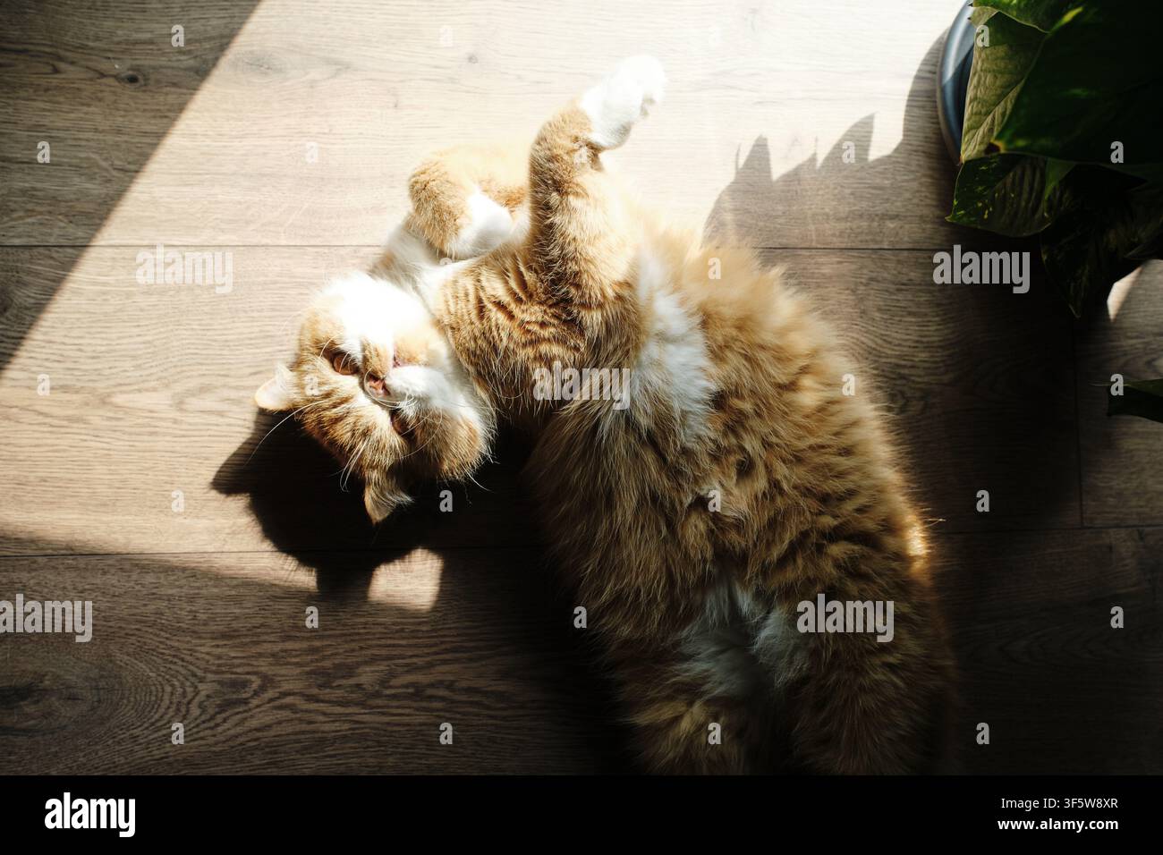 Feline domestica che godersi un raggio di sole caldo, rotolando sulla schiena sul pavimento di legno, mostrando comodità e relax a casa Foto Stock