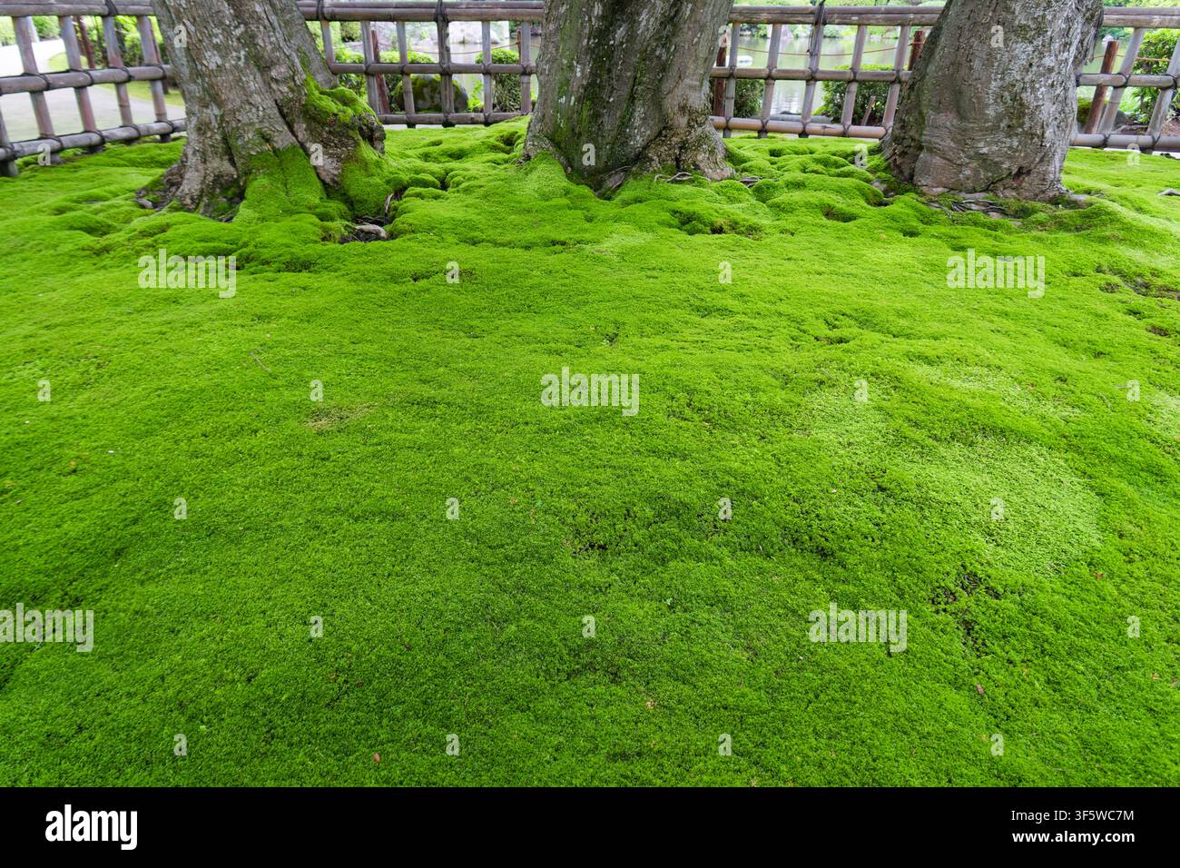 Ambiente verde immersivo che promuove un profondo senso di calma attraverso un tappeto di muschio sano. Ambientato in un giardino tradizionale, questo contesto sereno è molto Foto Stock