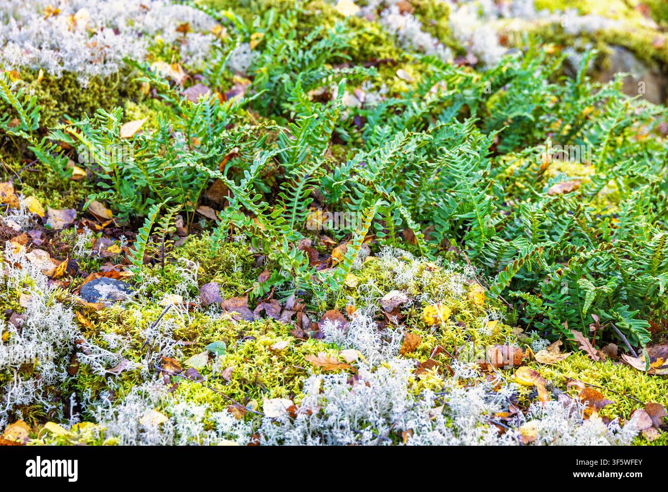 Suolo boschivo con fronde di felce verdi arricciate e licheni Foto Stock