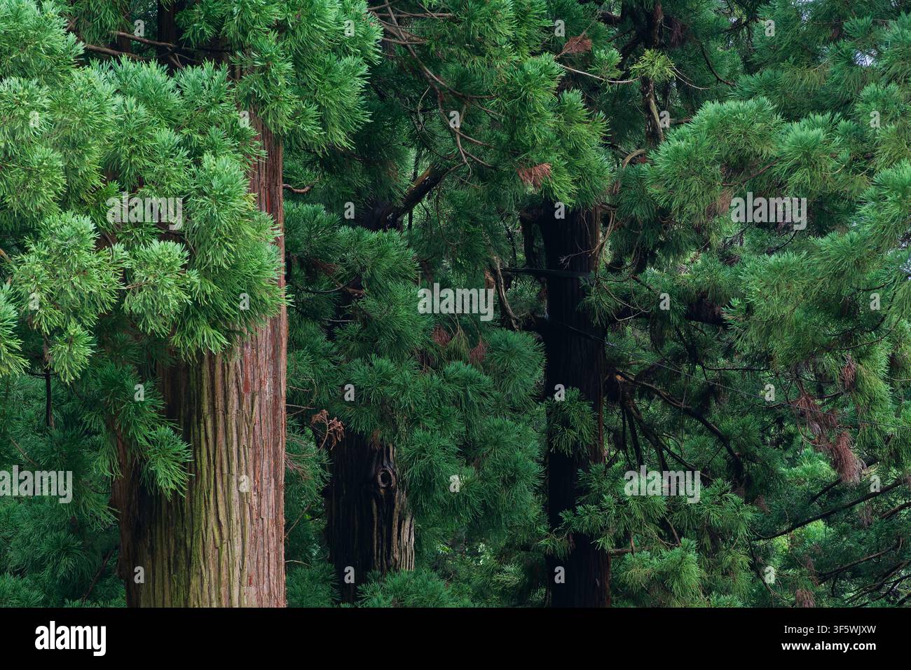 Cedarici antichi torreggianti. Questa maestosa scena boschiva a Yamadera invita i visitatori a sperimentare lo Shinrin-yoku, o il bagno nella foresta. Foto Stock