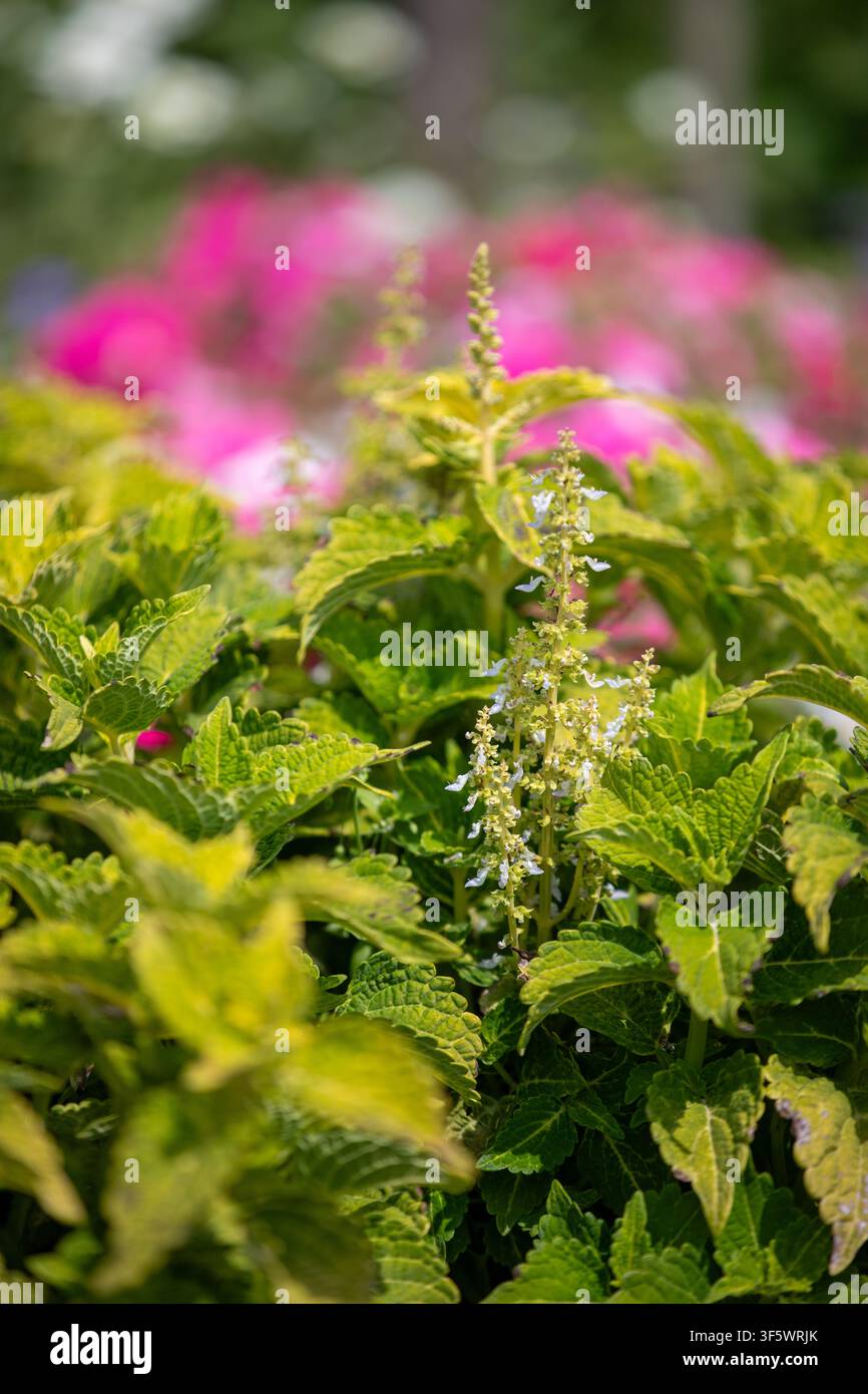 Primo piano di una pianta di Coleus, Coleus scutellarioides, con una spiga di fiori blu chiaro e foglie verdi vibranti in un giardino. Foto Stock