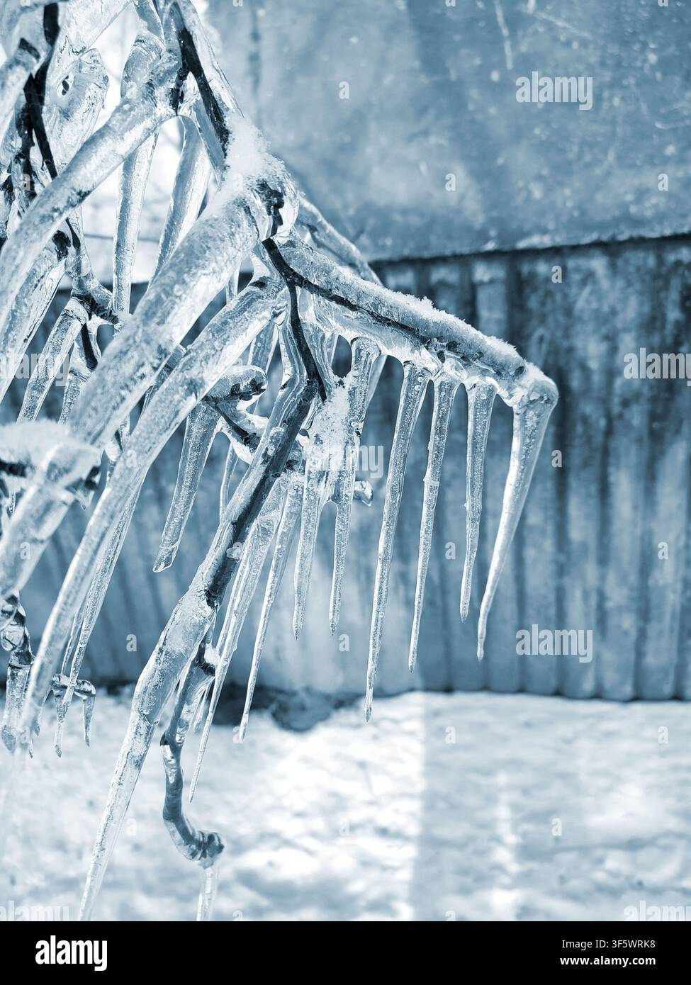 Un ramo di albero con una forte copertura di ghiaccio. Il ramo ghiacciato coperto da uno spesso strato di ghiaccio con lunghe e affilate gocce di ghiaccio in una giornata invernale. Rami ghiacciati. Vista invernale. Sfondo naturale. Sfondo naturale. Foto Stock