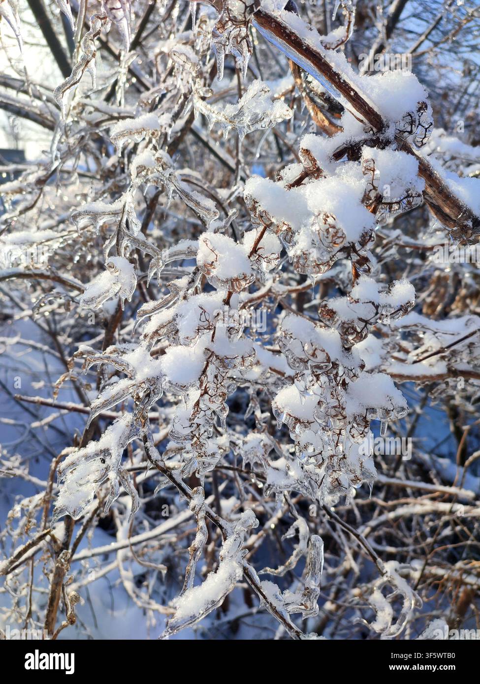 Glicola su rami in primo piano. Un ramo di erba secca coperto di ghiaccio e neve in una giornata invernale. Rami ricoperti di ghiaccio dopo il congelamento dell'umidità. Rami ghiacciati. Sfondo naturale. Sfondo naturale Foto Stock