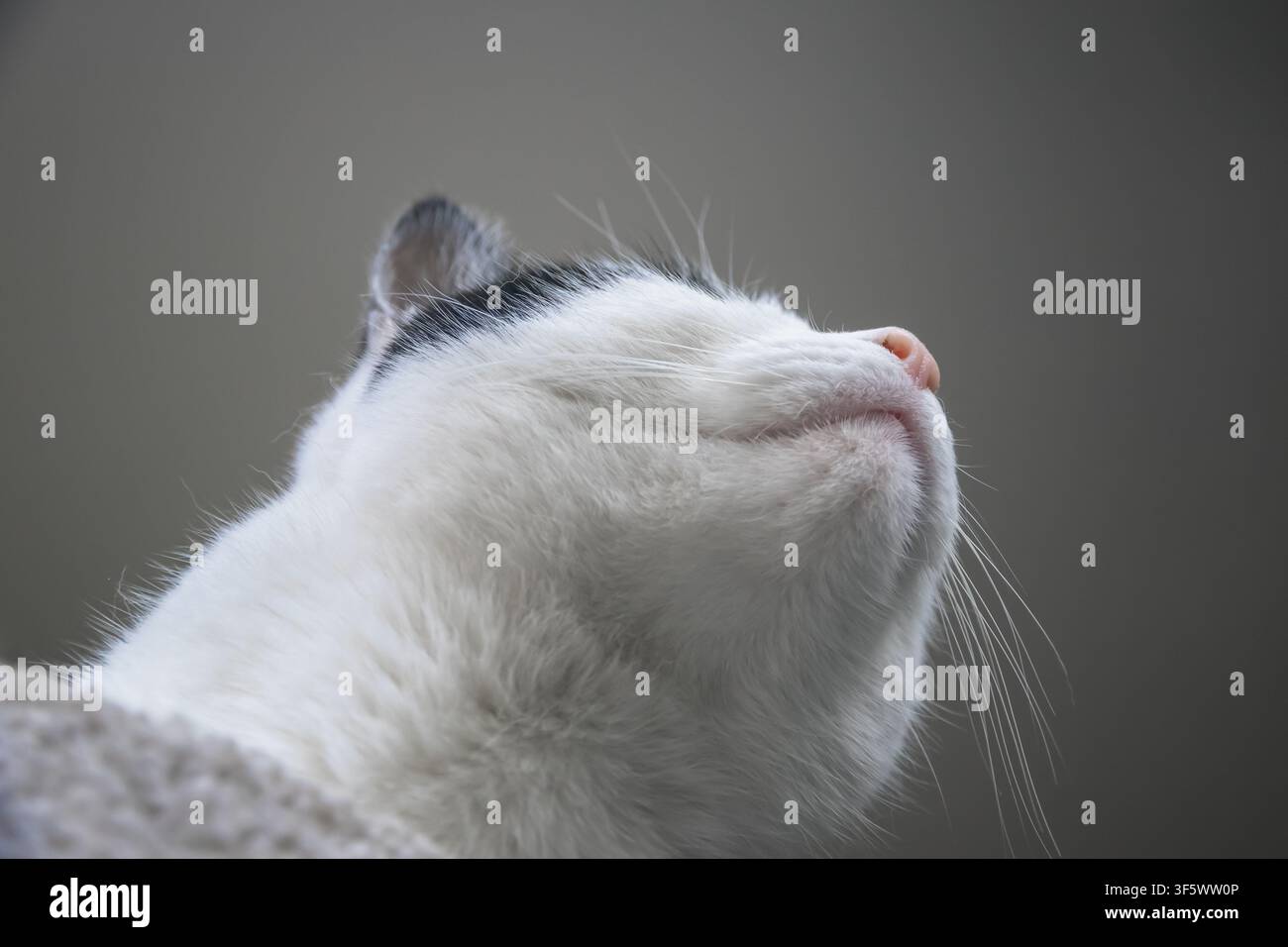 Prima piano di un gatto bianco e nero visto dal basso Foto Stock