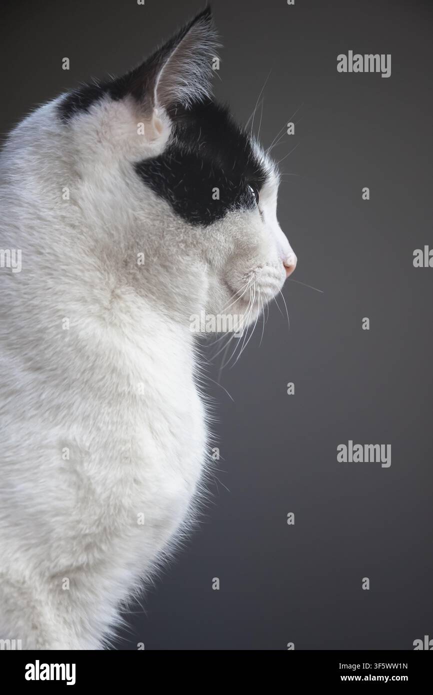 Profilo di un gatto bianco e nero, immagine verticale Foto Stock