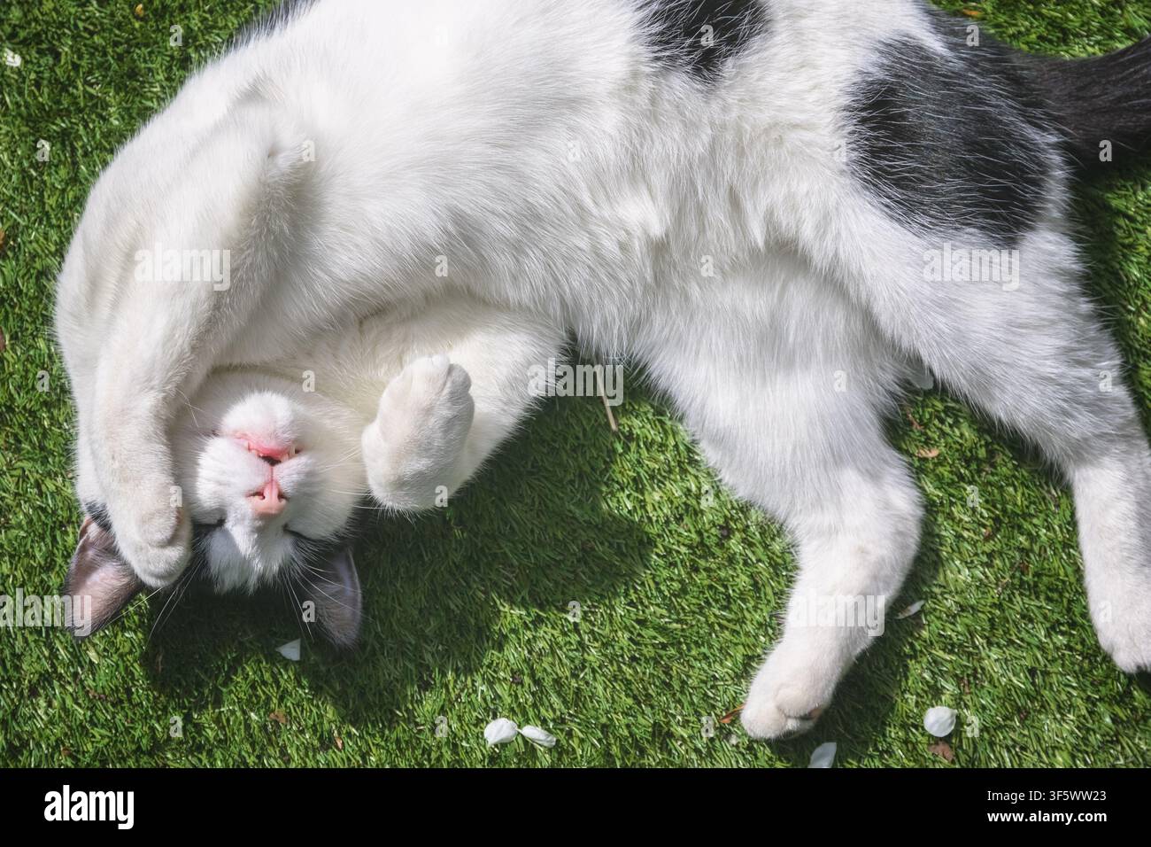 A testa in giù, un gatto bianco e nero che gioca rotolando sull'erba Foto Stock