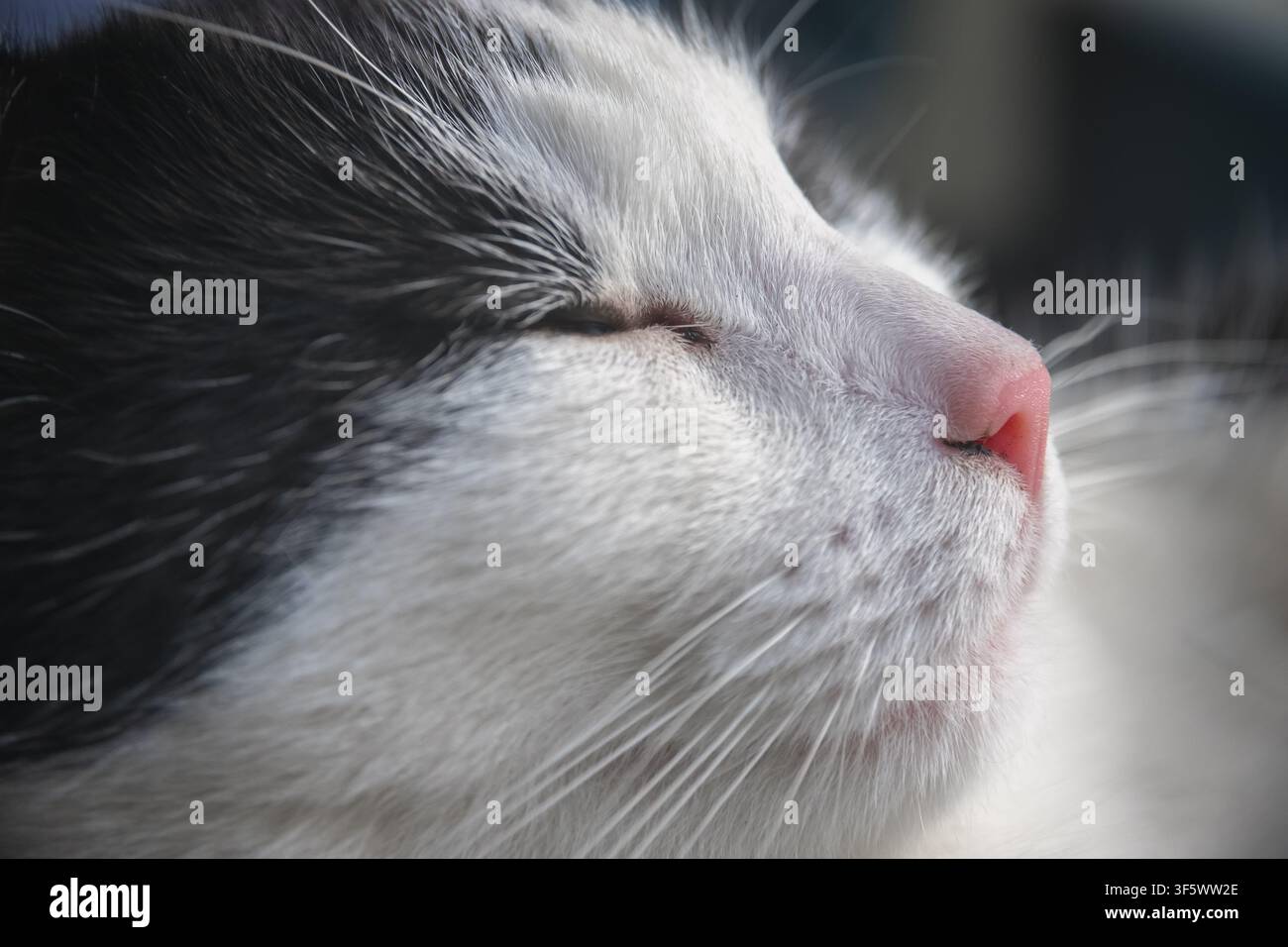 Primo piano di un bianco e nero a pelo di gatto Foto Stock