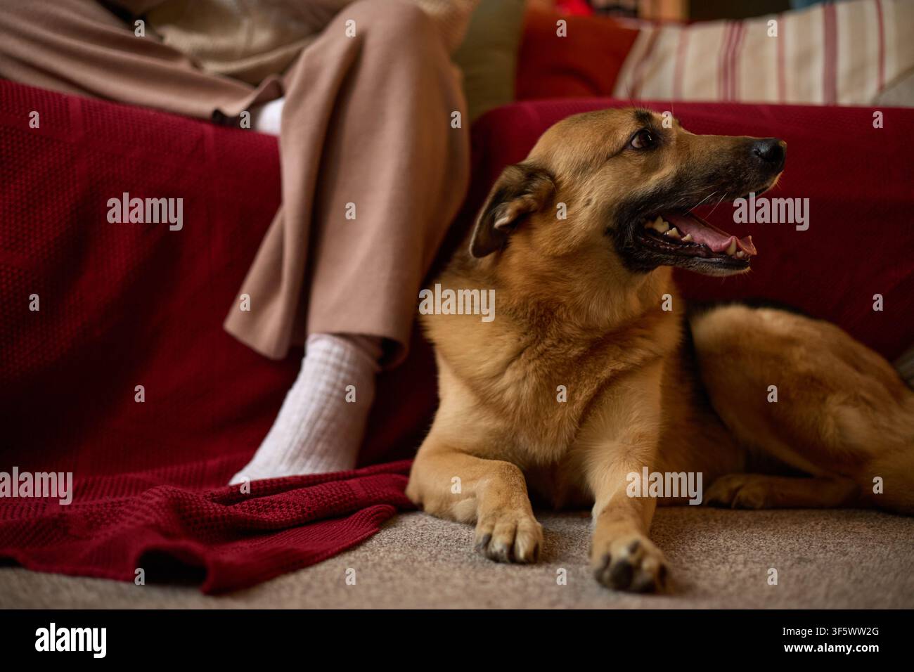 Cane Pastore Tedesco sdraiato sul pavimento accanto a una donna caucasica seduta sul divano, rappresentante la compagnia degli animali domestici e la vita domestica. Immagine adatta per servizi veterinari o marketing della cura degli animali domestici Foto Stock