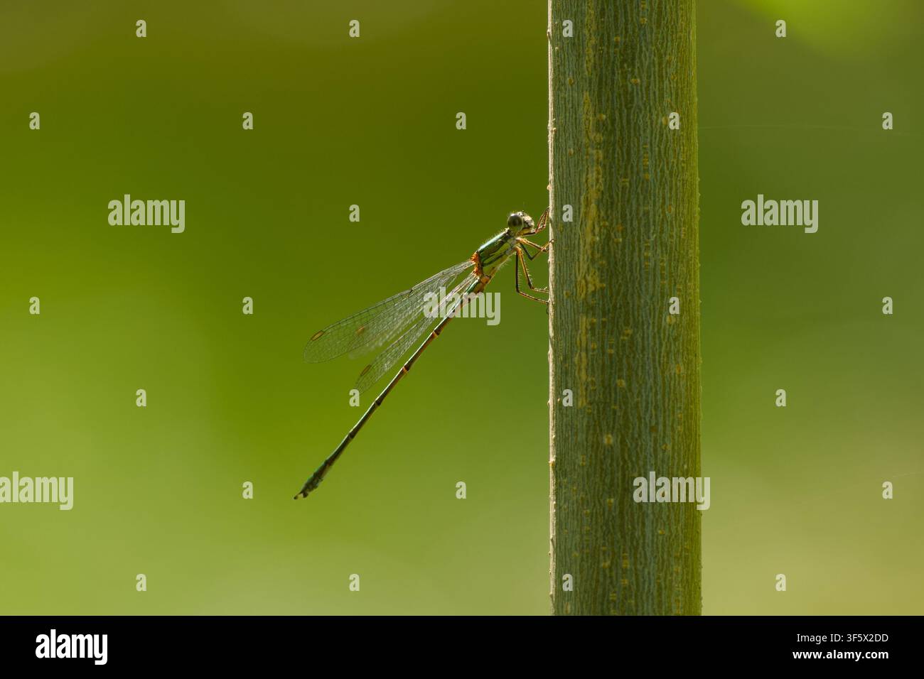 Libellula dalle ali blu appoggiata su uno stelo verticale di pianta contro uno sfondo verde morbido Foto Stock