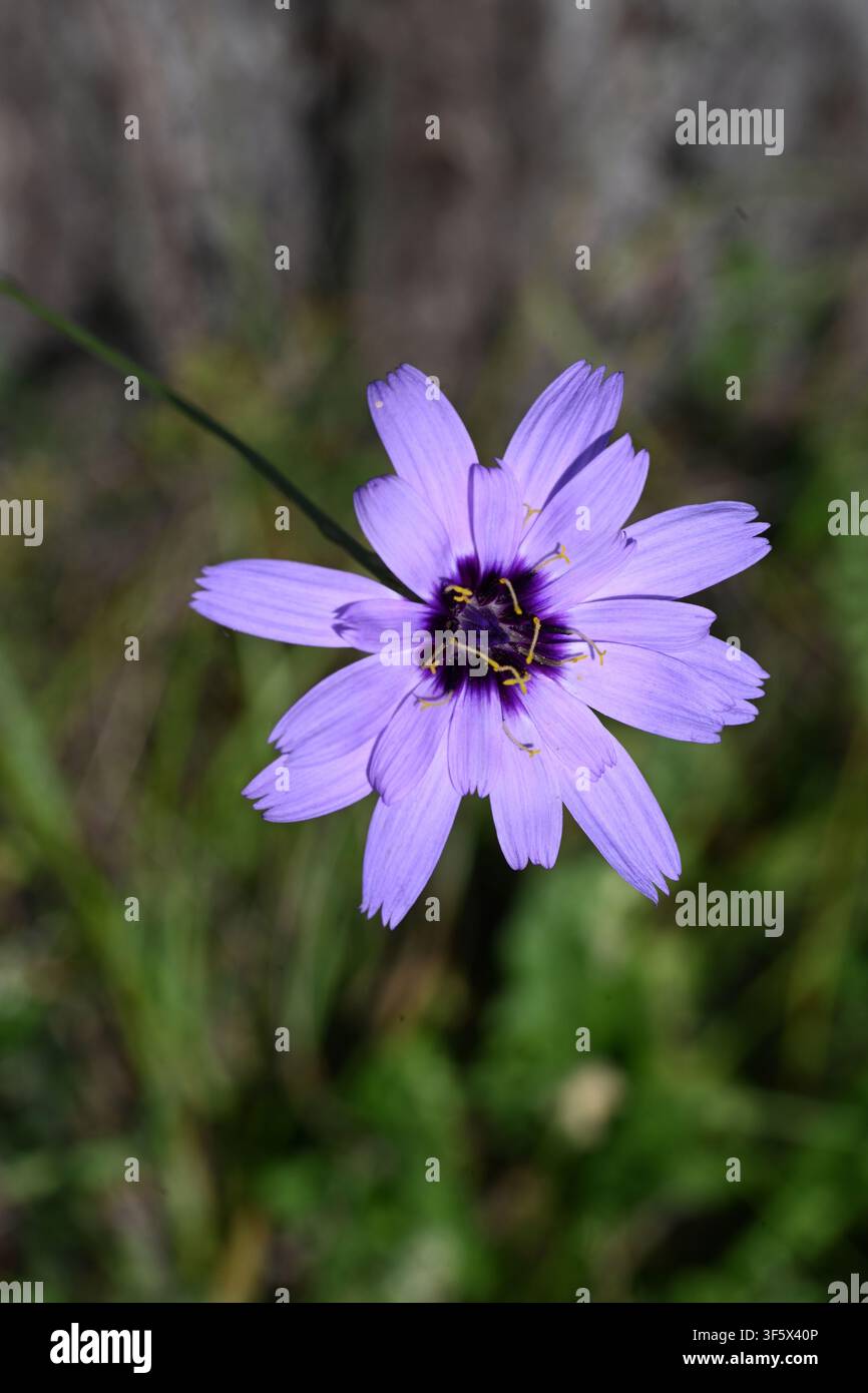 Dardo di Cupido, Catananche caerulea Foto Stock