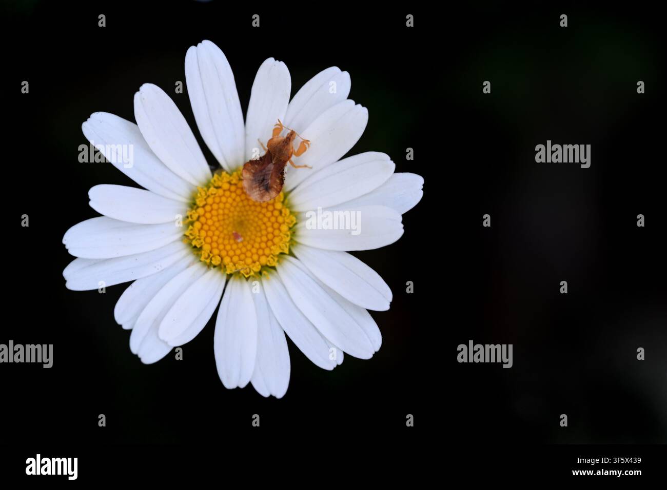 Fiore bianco di Margherita, Margherita dei cani o Margherita a occhio di bue, Leucanthemum vulgare, e femmina di Phymata crassipes, insetto assassino su sfondo nero Foto Stock
