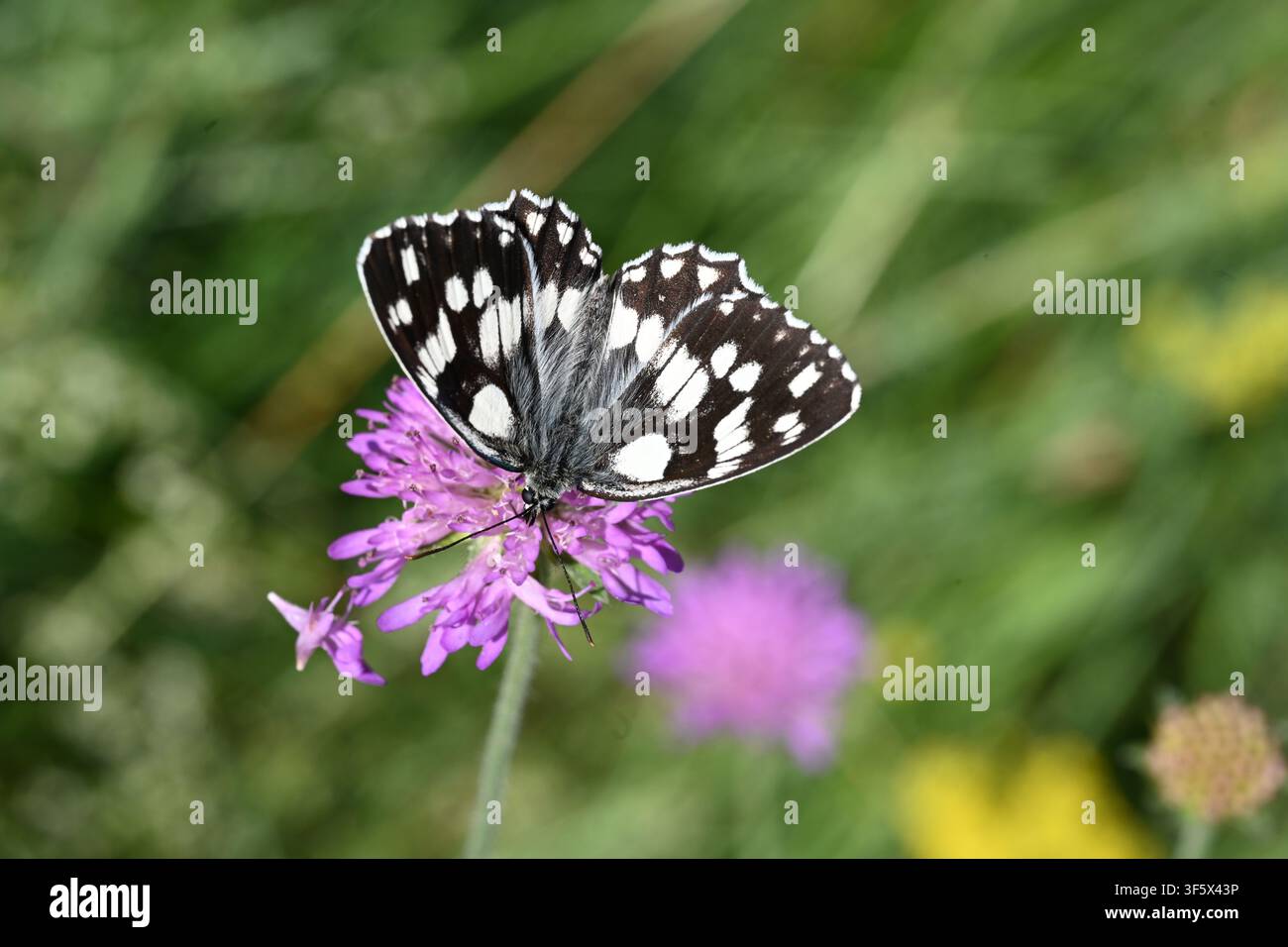 Farfalla bianca marmorizzata, Melanargia galathea Foto Stock