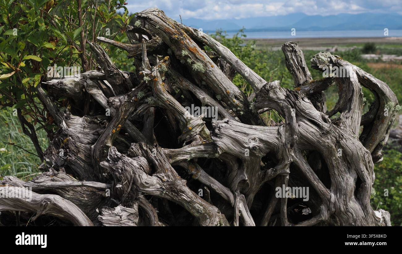 Radice di albero di Black Creek che punta verso il cielo Foto Stock