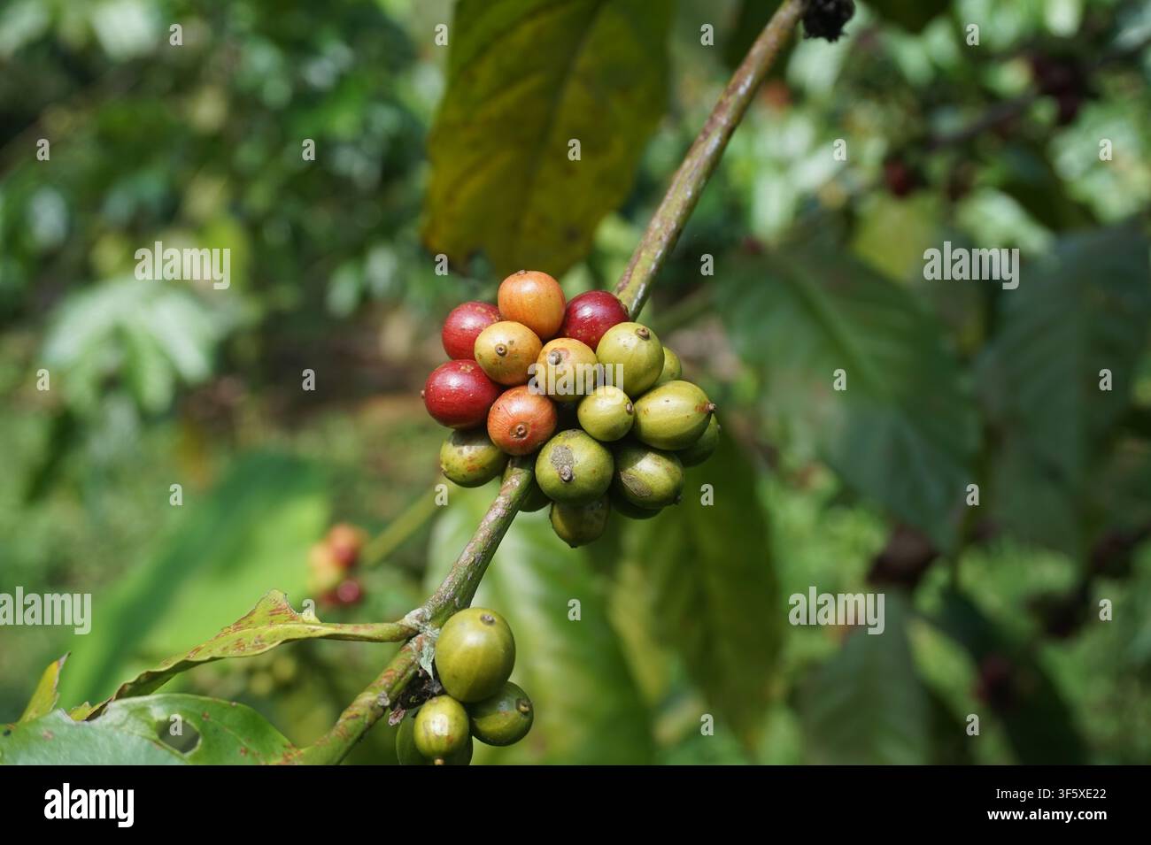 Cere di caffè rosse e verdi che crescono su un ramo Foto Stock