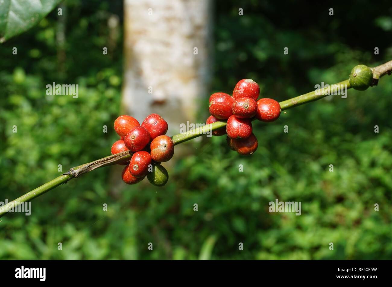 Cere di caffè rosse e verdi che crescono su un ramo Foto Stock