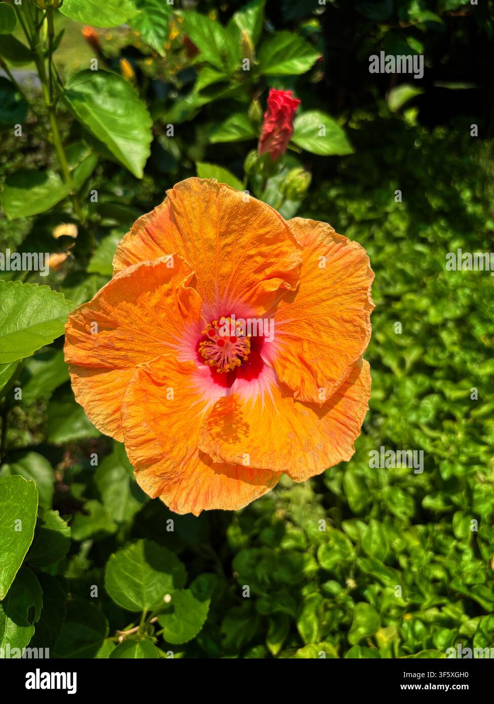 Primo piano di una vibrante fioritura di ibisco arancione con centro rosso, circondata da rigogliosa vegetazione verde ad Hoi An, Vietnam, il 3 aprile 2026 Foto Stock