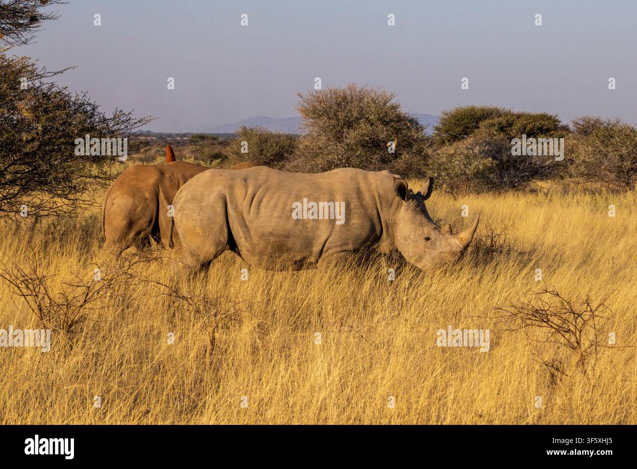 Rhinoceronti bianchi in una riserva privata vicino a Etosha, Namibia, Africa Foto Stock
