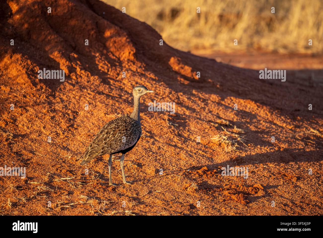 Korhaan dalle creste rosse, Namibia, Africa Foto Stock