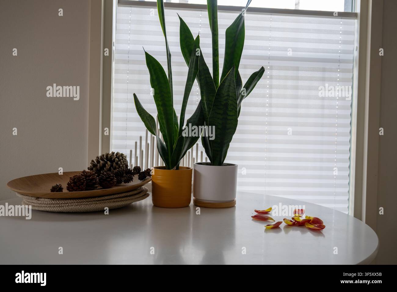 Piante serpente moderne da interno in vasi decorativi sul tavolo da pranzo con pigne e decorazioni naturali per la casa vicino alla finestra Foto Stock