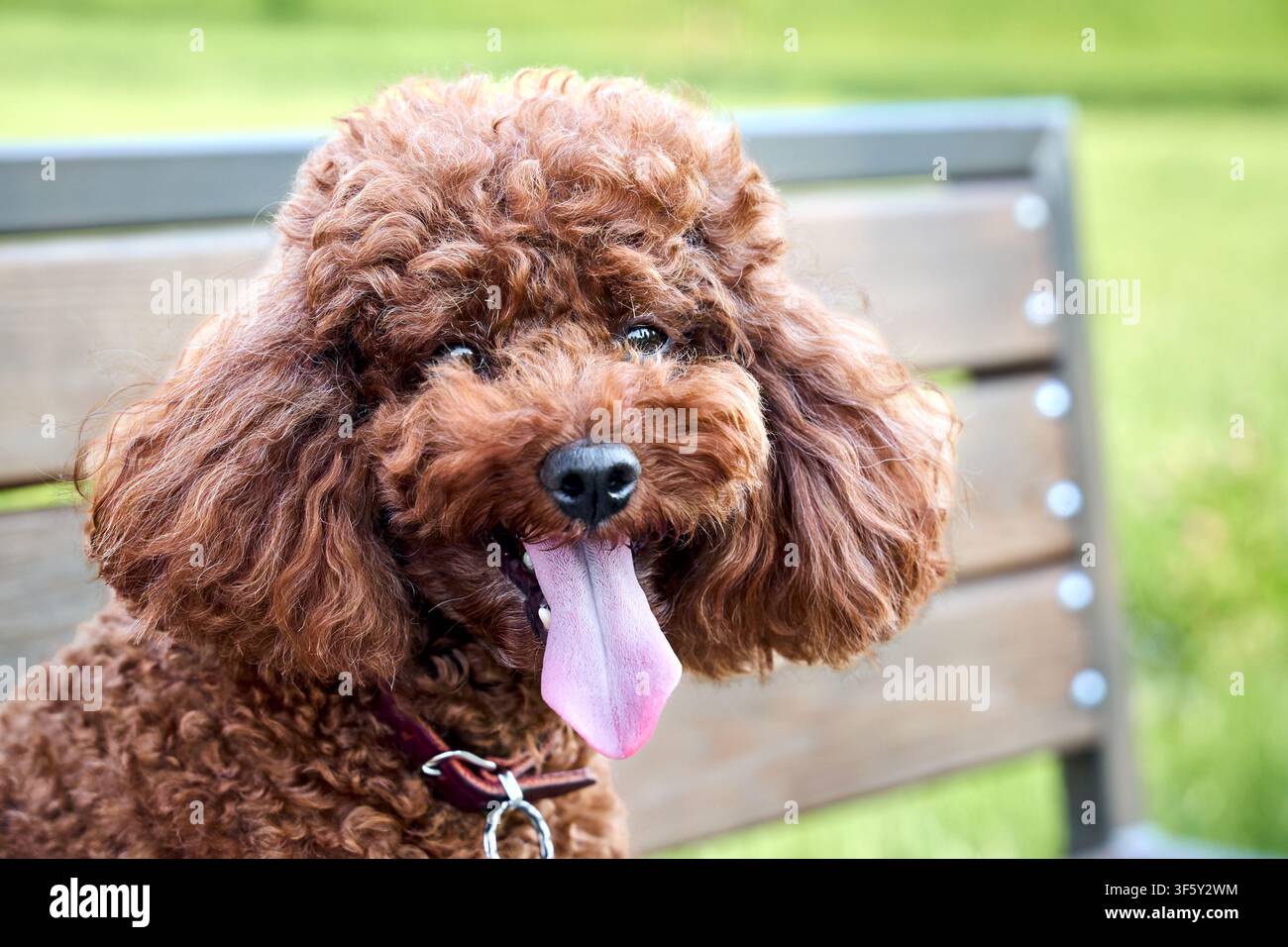 Pudle giocattolo rosso seduto su panchina di legno all'aperto. Cane riccio carino che ansimando con la lingua fuori nel parco. Cucciolo marrone soffice che sorride durante la passeggiata estiva. Pur adorabile Foto Stock