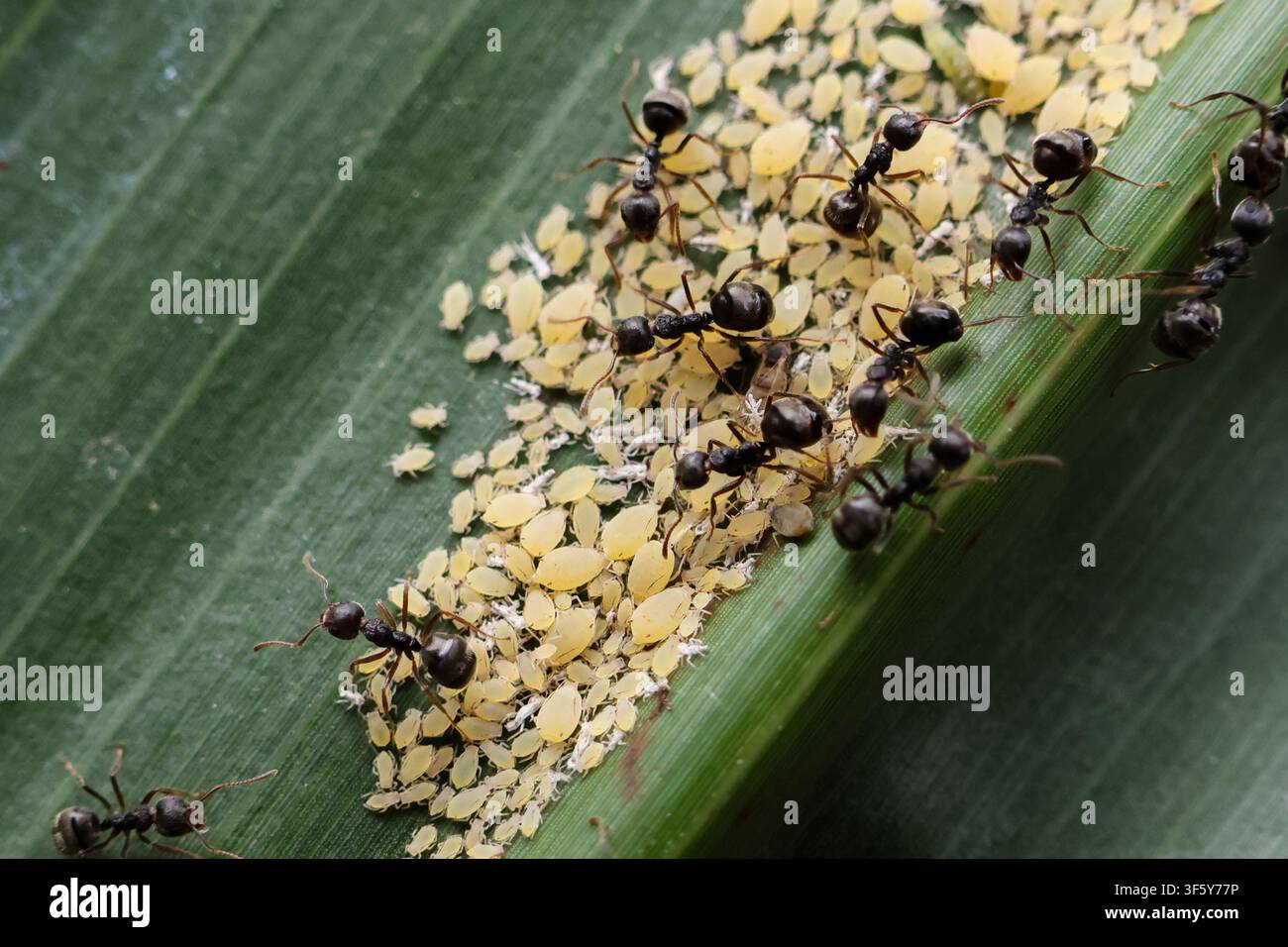 Una formica da giardino nera che cura un gruppo di ninfe di afidi gialli su una foglia verde, macro close-up che mostra l'interazione tra insetti e l'ecologia naturale dei parassiti Foto Stock