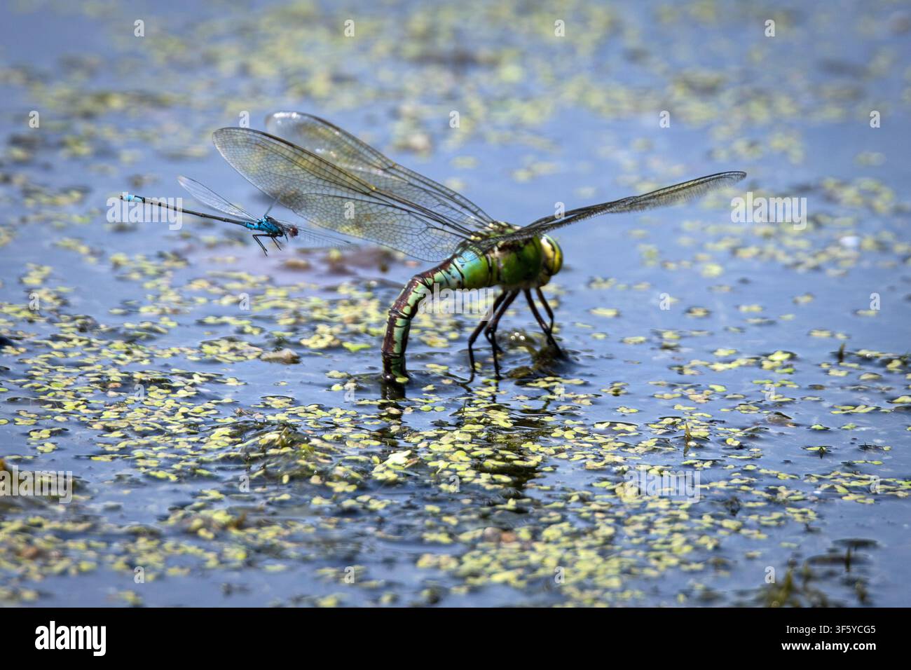 Libellula imperiale che depone le uova nelle lenticchie d'acqua mentre viene osservata da una cavallina dagli occhi rossi Foto Stock