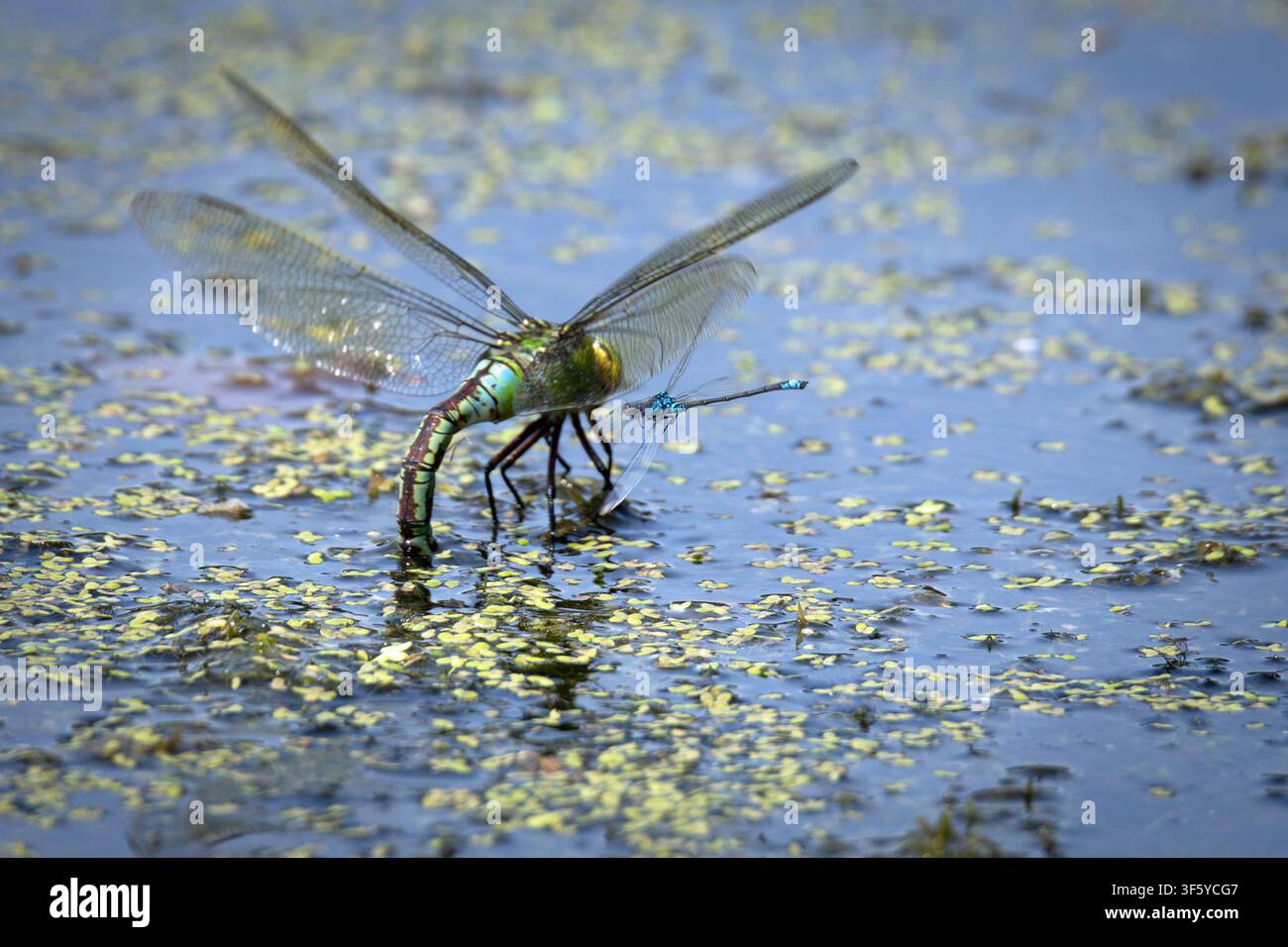Libellula imperiale che depone le uova nelle lenticchie d'acqua mentre viene osservata da una cavallina dagli occhi rossi Foto Stock