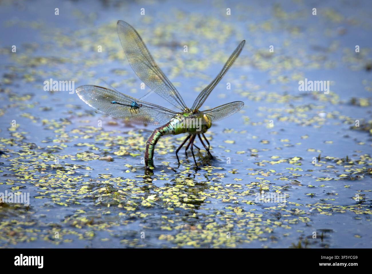 Libellula imperiale che depone le uova nelle lenticchie d'acqua mentre viene osservata da una cavallina dagli occhi rossi Foto Stock
