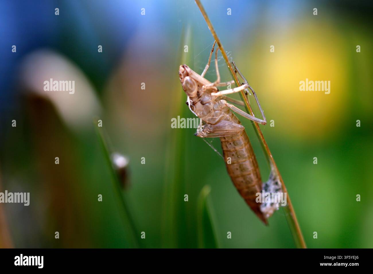 Un primo piano dell’esuvio di una larva di libellula, che mostra il foro da cui è emersa la libellula adulta. Uno sfondo di colori luminosi e bellamente sfocati. Foto Stock