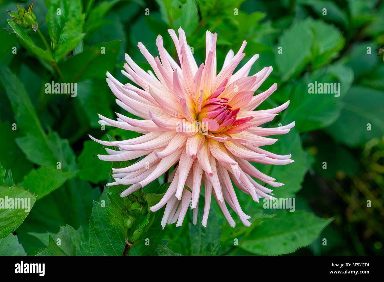 Cacto Dahlia Peach nel giardino murato di Castle Fraser, Sauchen, Inverurie, Aberdeenshire, Scozia Foto Stock