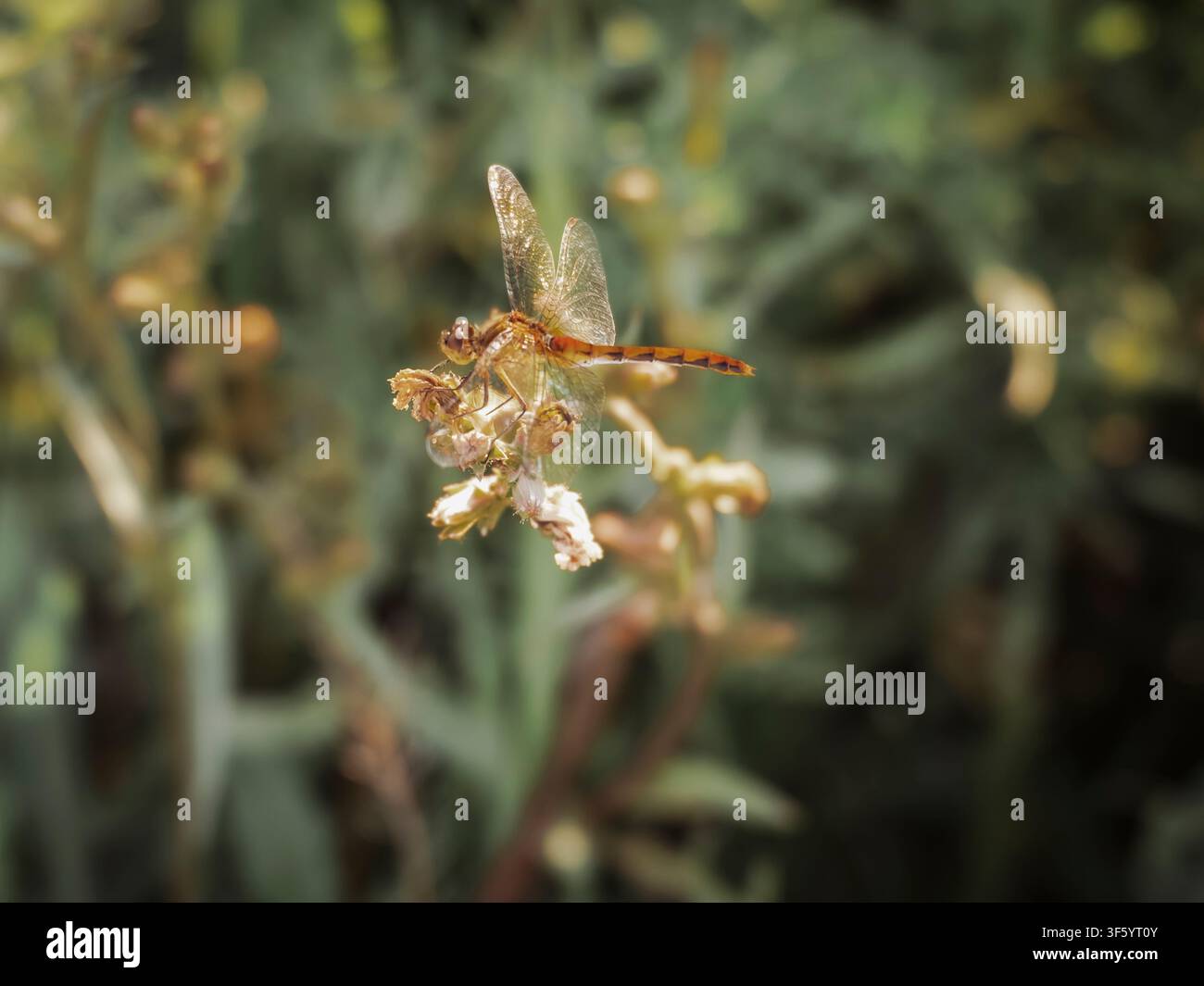 Macro di una libellula ambrata appollaiata delicatamente su un piccolo fiore selvatico in un prato naturale verde all'aperto Foto Stock