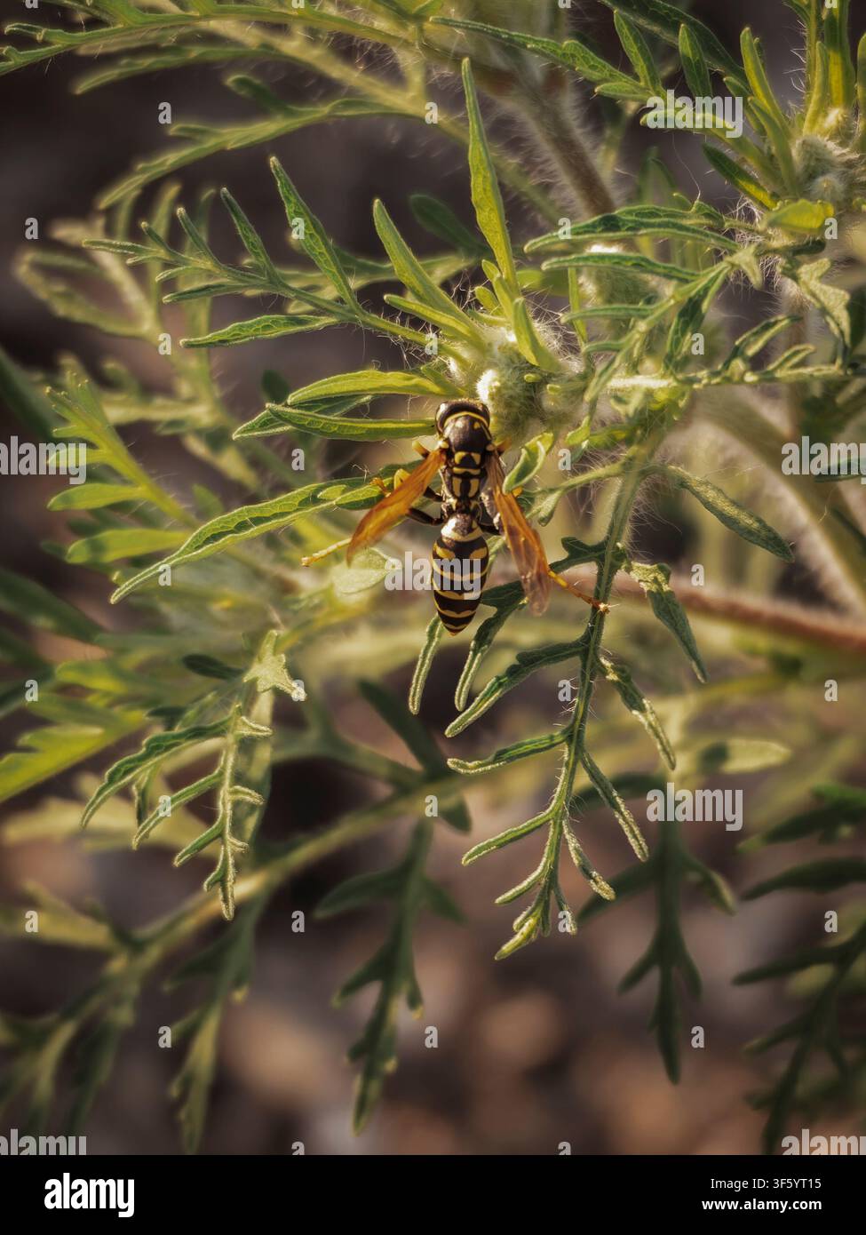 Foto macro di una vespa a strisce gialle e nere che riposa su fogliame verde all'aperto in natura Foto Stock