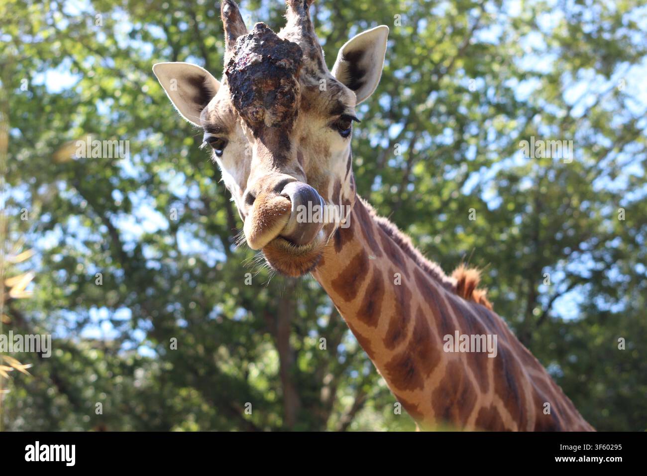 giraffa Foto Stock