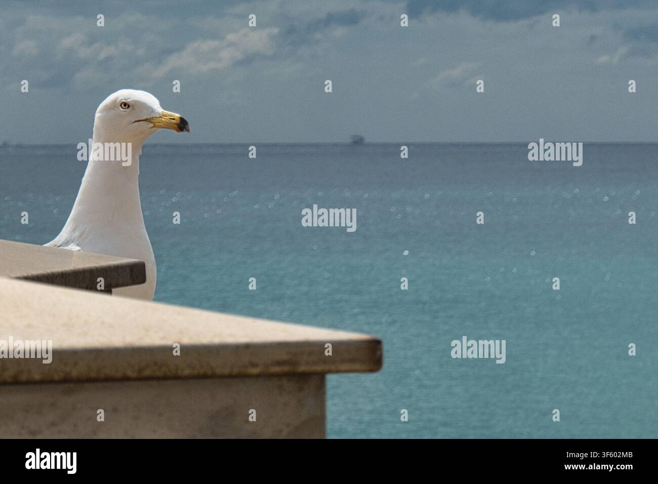 Ritratto di gabbiano con città costiera e albero all'orizzonte Foto Stock