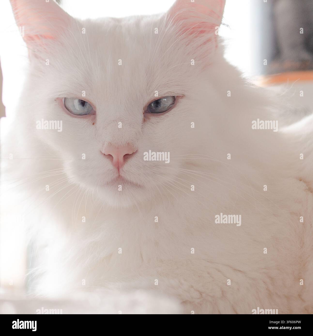 Ritratto ad estrema distanza ravvicinata di un gatto bianco a pelo lungo con occhi blu pallido e naso rosa in luce soffusa — Cura degli animali domestici, Purezza Foto Stock