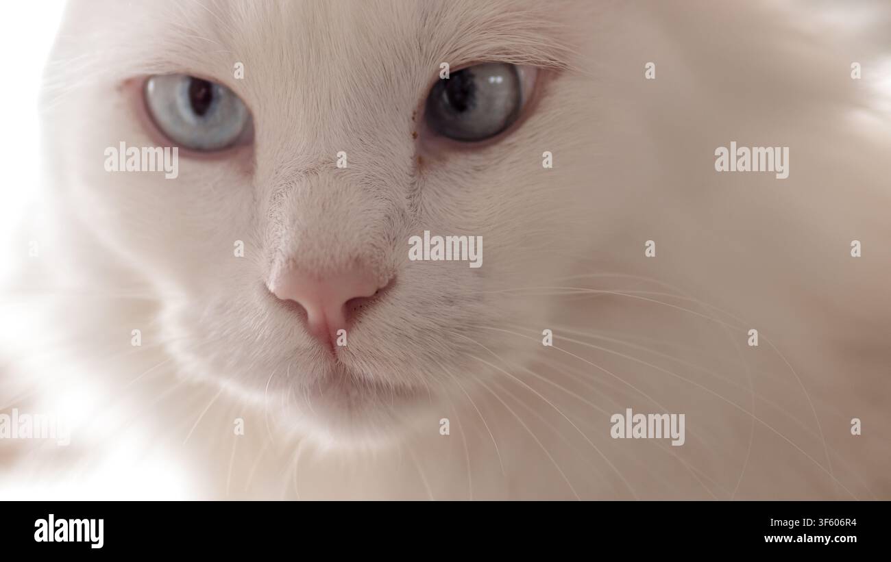 Ritratto ad estrema distanza ravvicinata di un gatto bianco a pelo lungo con occhi blu pallido e naso rosa in luce soffusa — Cura degli animali domestici, Purezza Foto Stock