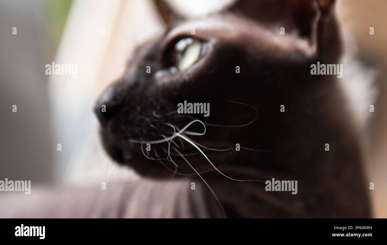 Primo piano del profilo di un gatto Sphynx marrone con baffi arricciati che guarda fuori dalla finestra in una luce soffusa di sfondo — Vita degli animali, curiosità e quiete Foto Stock