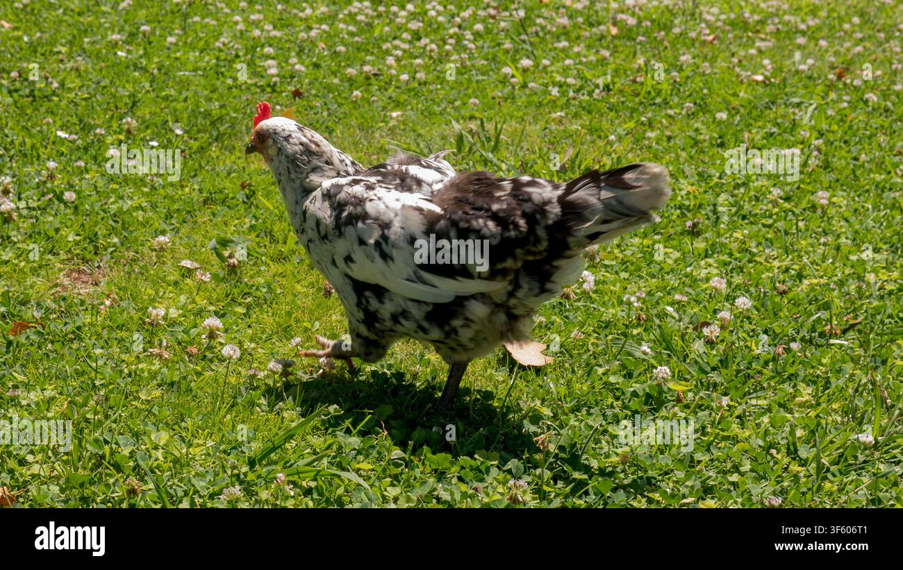 Gallina nera e bianca maculata che cammina in un prato pieno di trifoglio alla luce del sole — Concetto di pollame a pascolo libero, galline da cortile e vita rurale Foto Stock