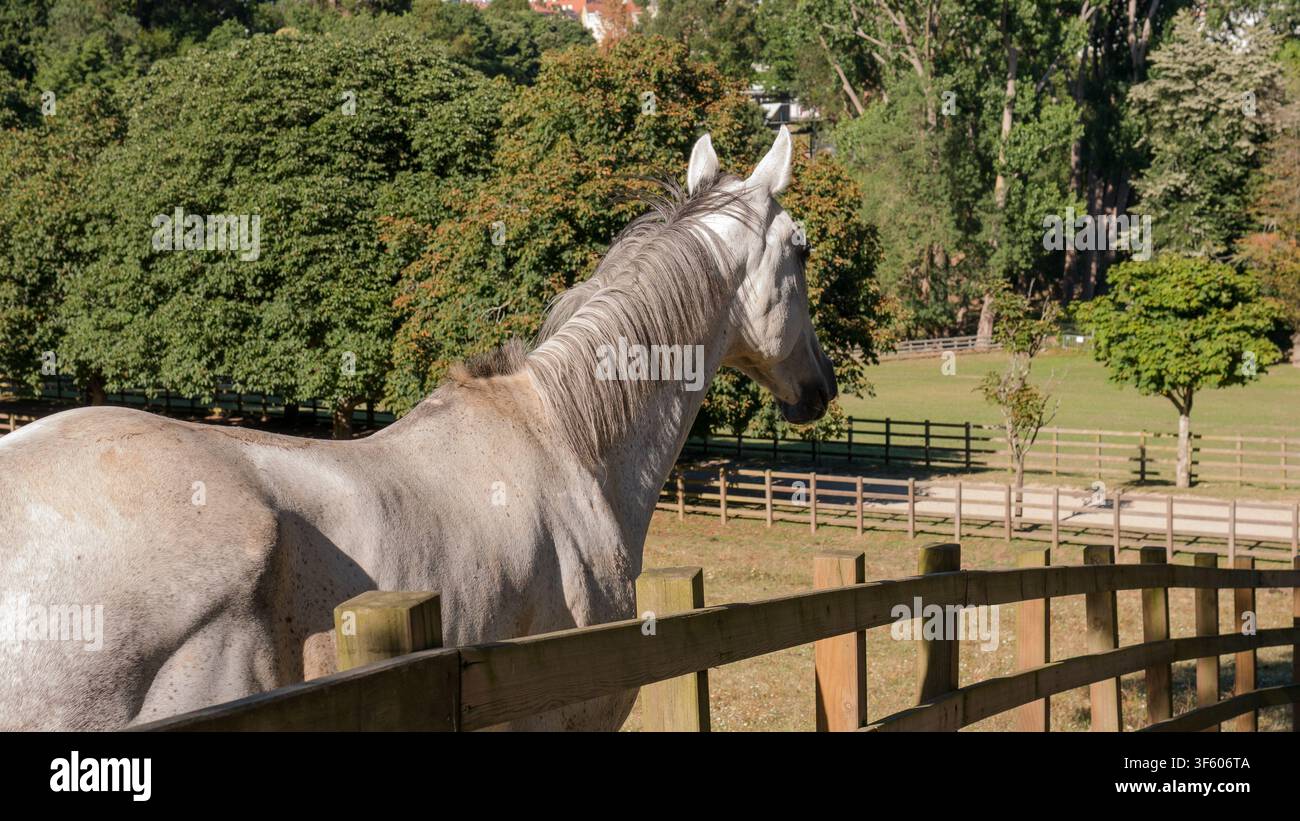 Cavallo grigio in piedi a una recinzione di legno che guarda attraverso un parco illuminato dal sole — Concetto di cura equina, stalle e attesa Foto Stock