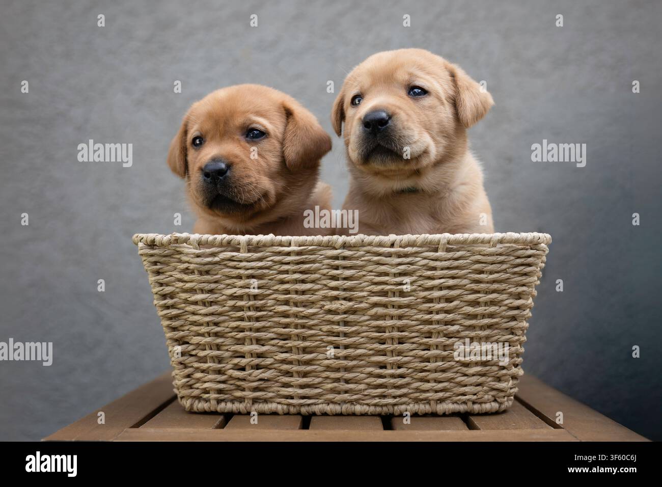 Due Labrador cuccioli in un cestello Foto Stock
