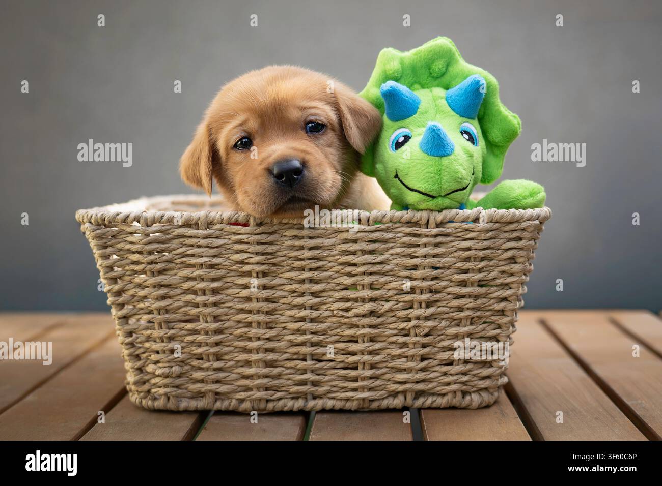 Cucciolo di Labrador in un cesto con un giocattolo Foto Stock