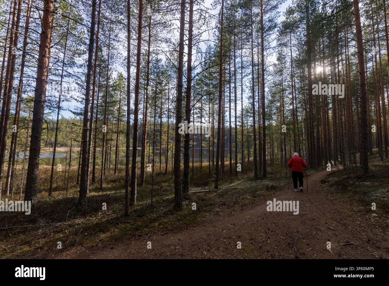 Donna anziana che fa Nordic walking (camminata con bastoni) nella foresta di pino boreale (Pinus sylvestris) in primavera, Finlandia Foto Stock