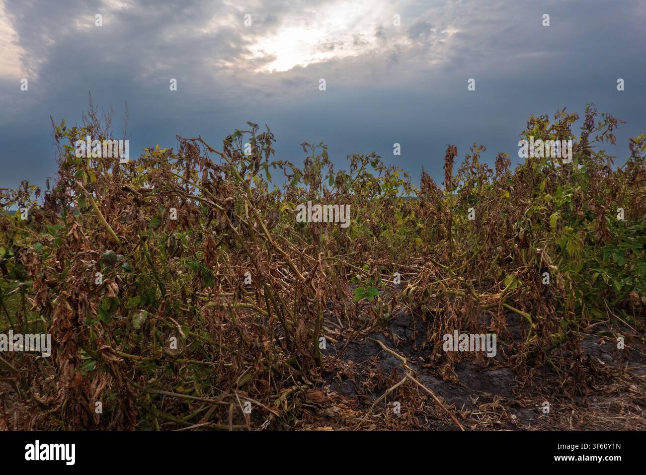 Patate trattate con erbicida allo scopo di distruggere i fusti delle patate, uccidendo il raccolto Foto Stock