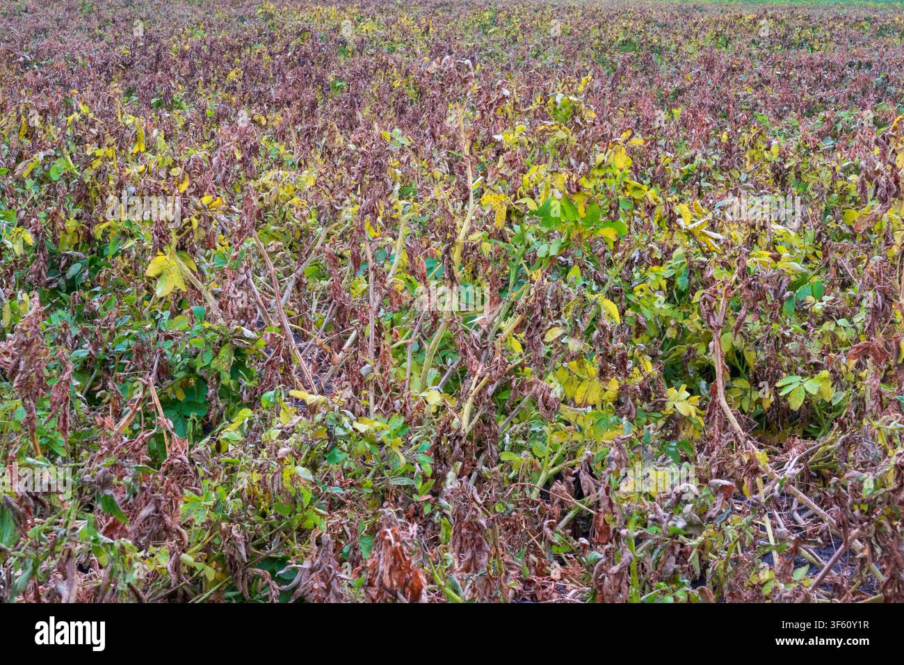 Patate trattate con erbicida allo scopo di distruggere i fusti delle patate, uccidendo il raccolto Foto Stock